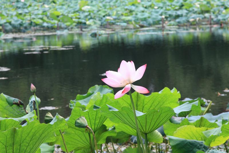 793-Hangzhou,17 luglio 2014.JPG